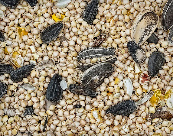 Bird Seed