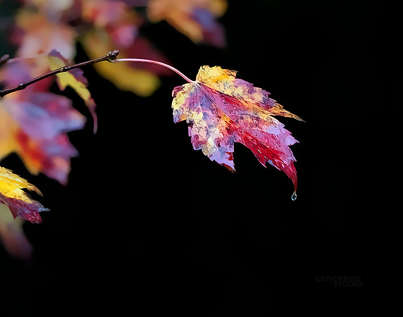 Maple Leaf
